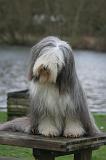 BEARDED COLLIE 406